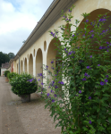 Schloss Favorite III 